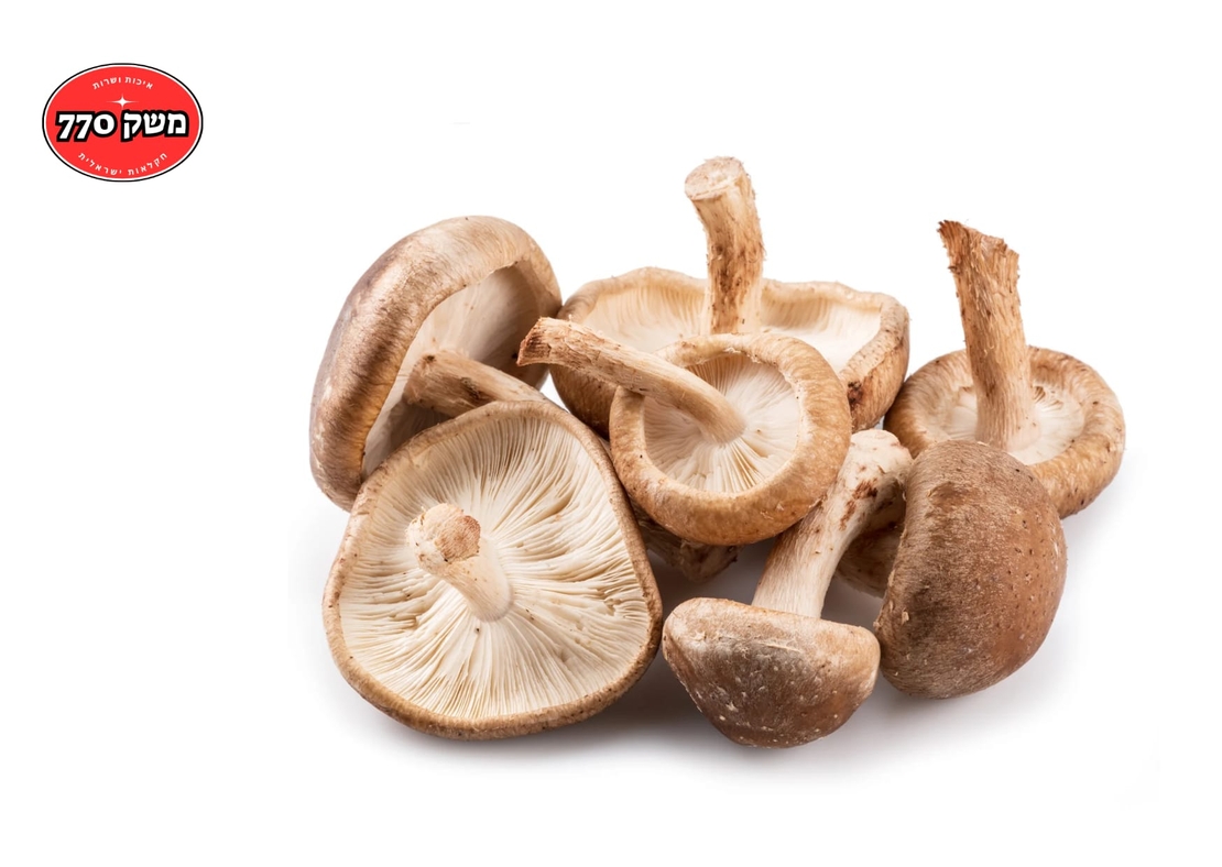 מארז פטריית שיטאקי