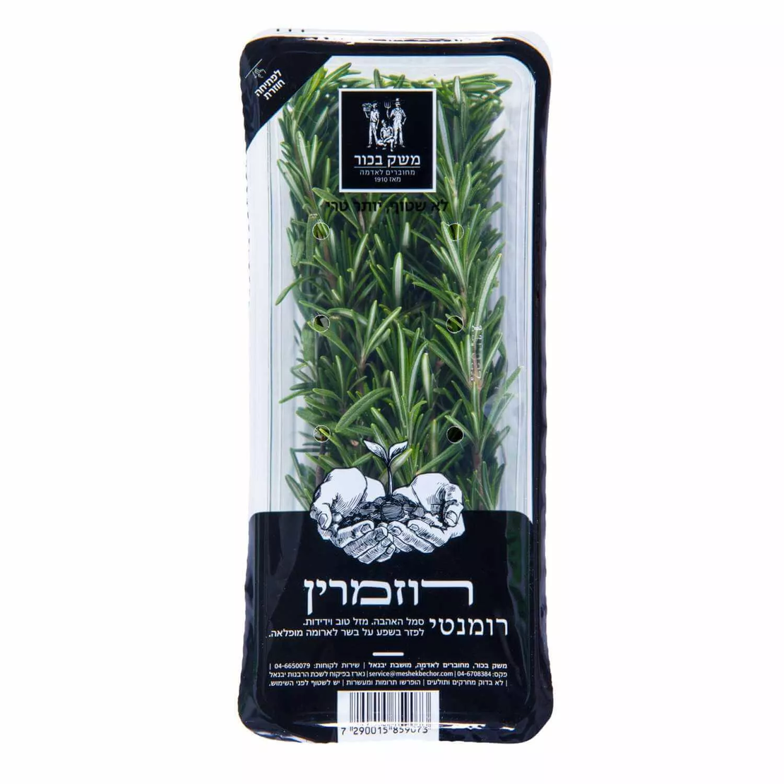רוזמרין