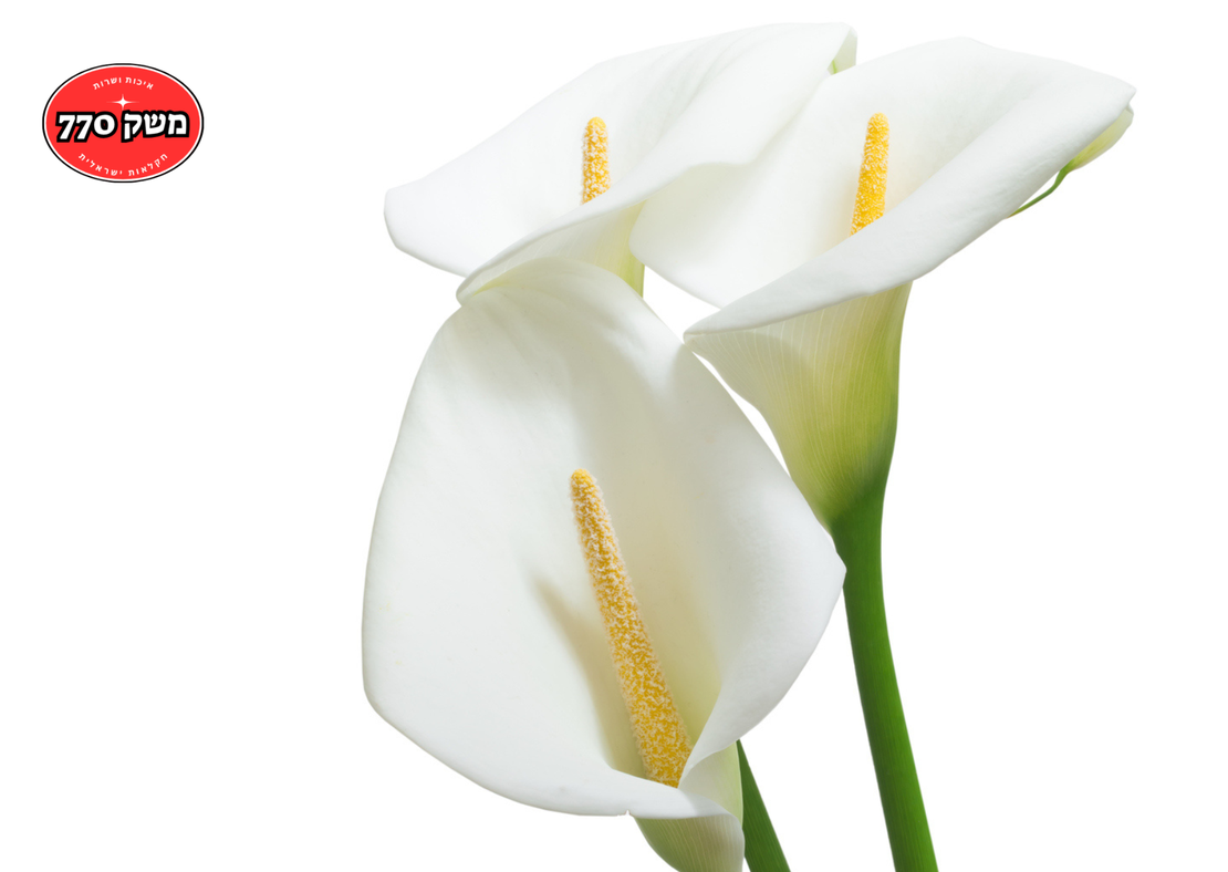 זר 10 קלות לבנות