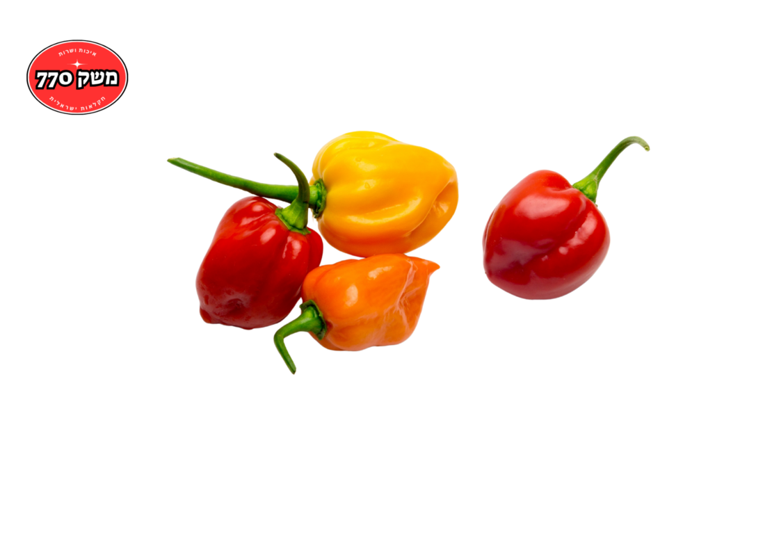 בייבי גמבה