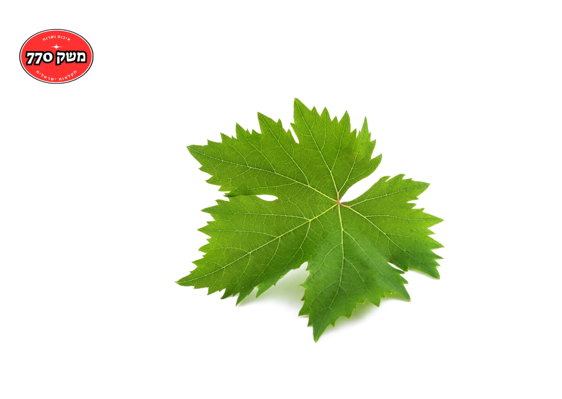 מארז עלה גפן