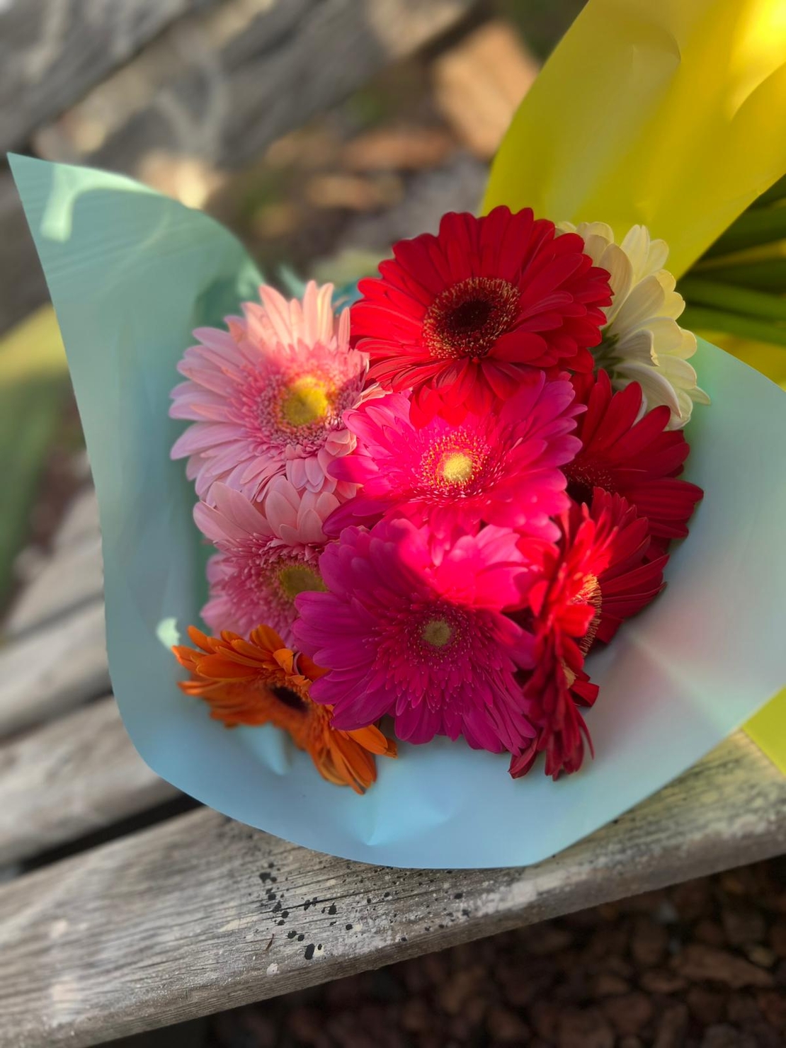 10 גרברה בצבעים