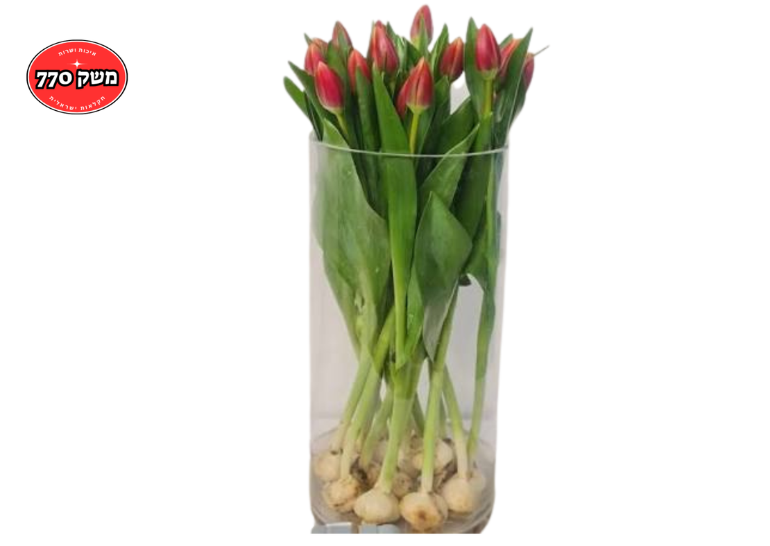 זר 10 טוליפ ישראלי *צבע לפי המלאי*