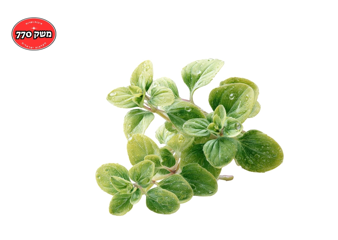 מארז אורגנו מהדרין