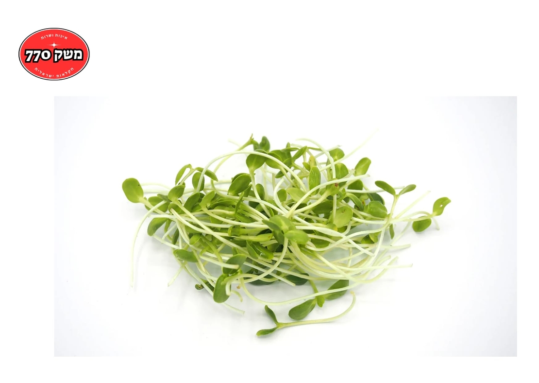 מארז נבטי חמניה