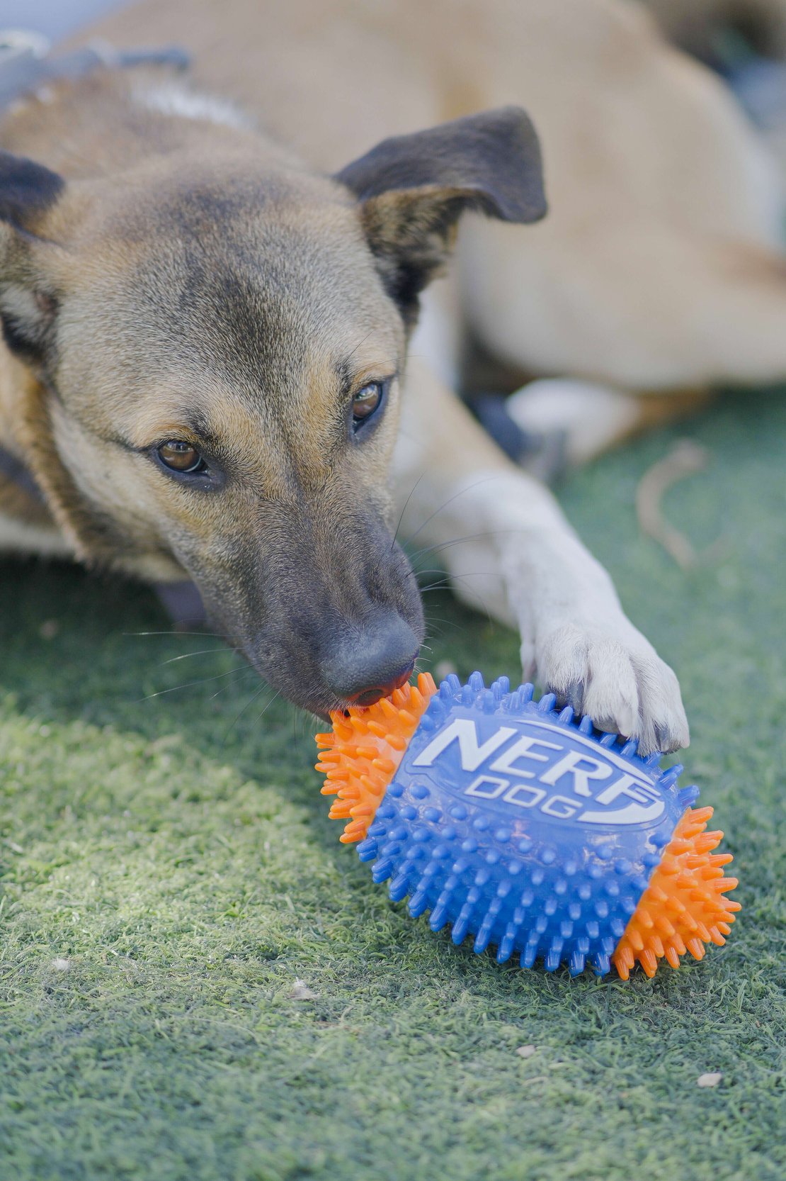 כדור פוטבול דנטלי