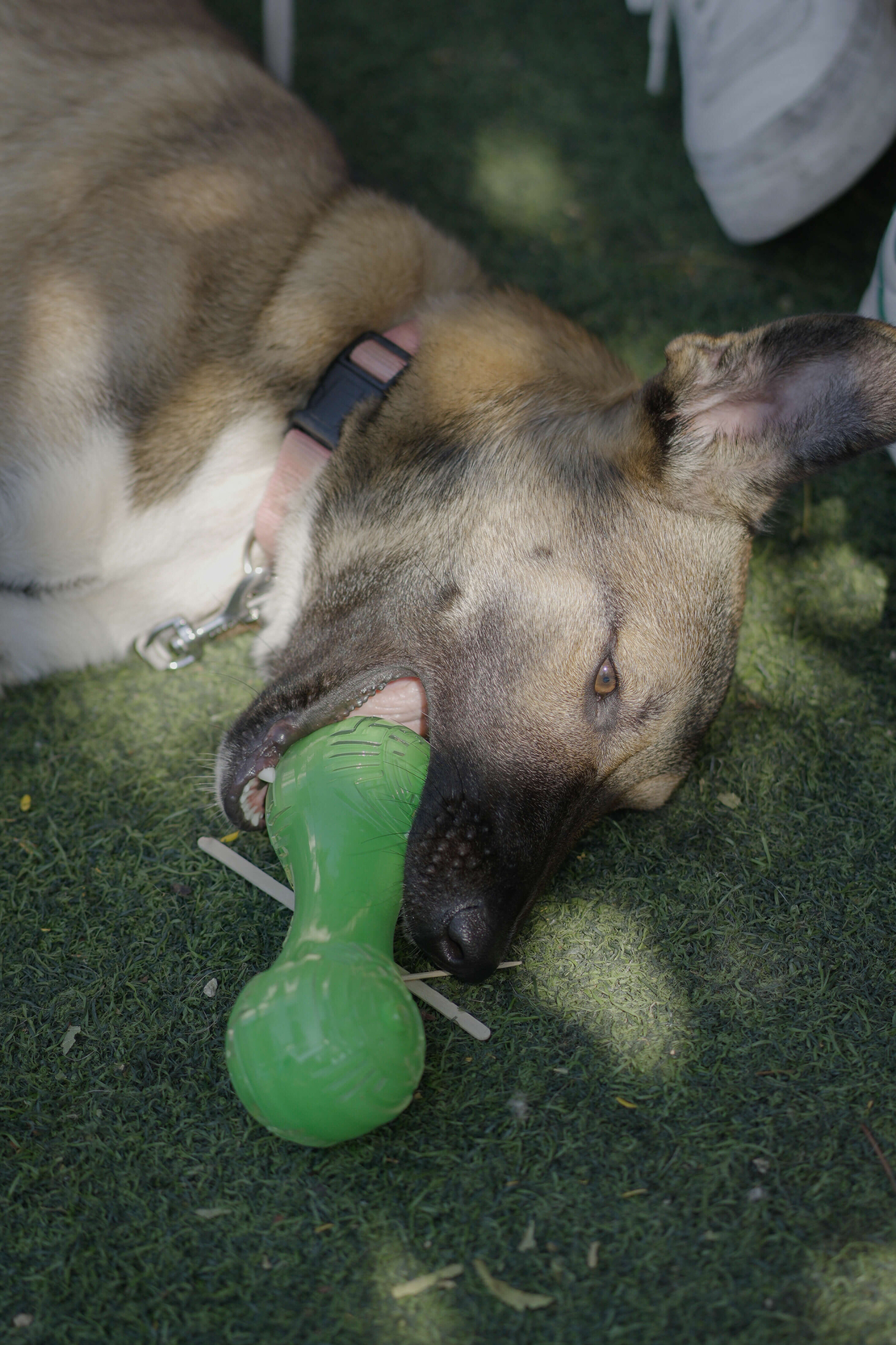 עצם ריחנית  במיוחד בטעם בשר