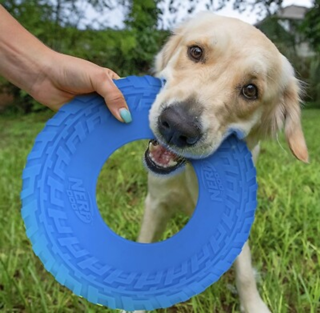 🥏 Nerf Dog פריזבי – להעיף את הכיף לשמיים!