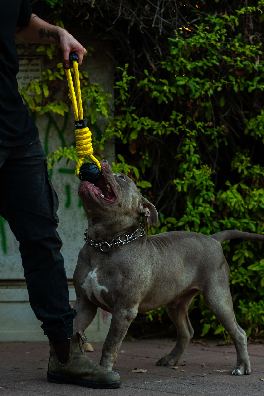 🐾 Tonka Tug Rope Dog Toy – צעצוע משיכה לכלבים 🐾 Tonka Tug Rope Dog Toy – צעצוע משיכה לכלבים