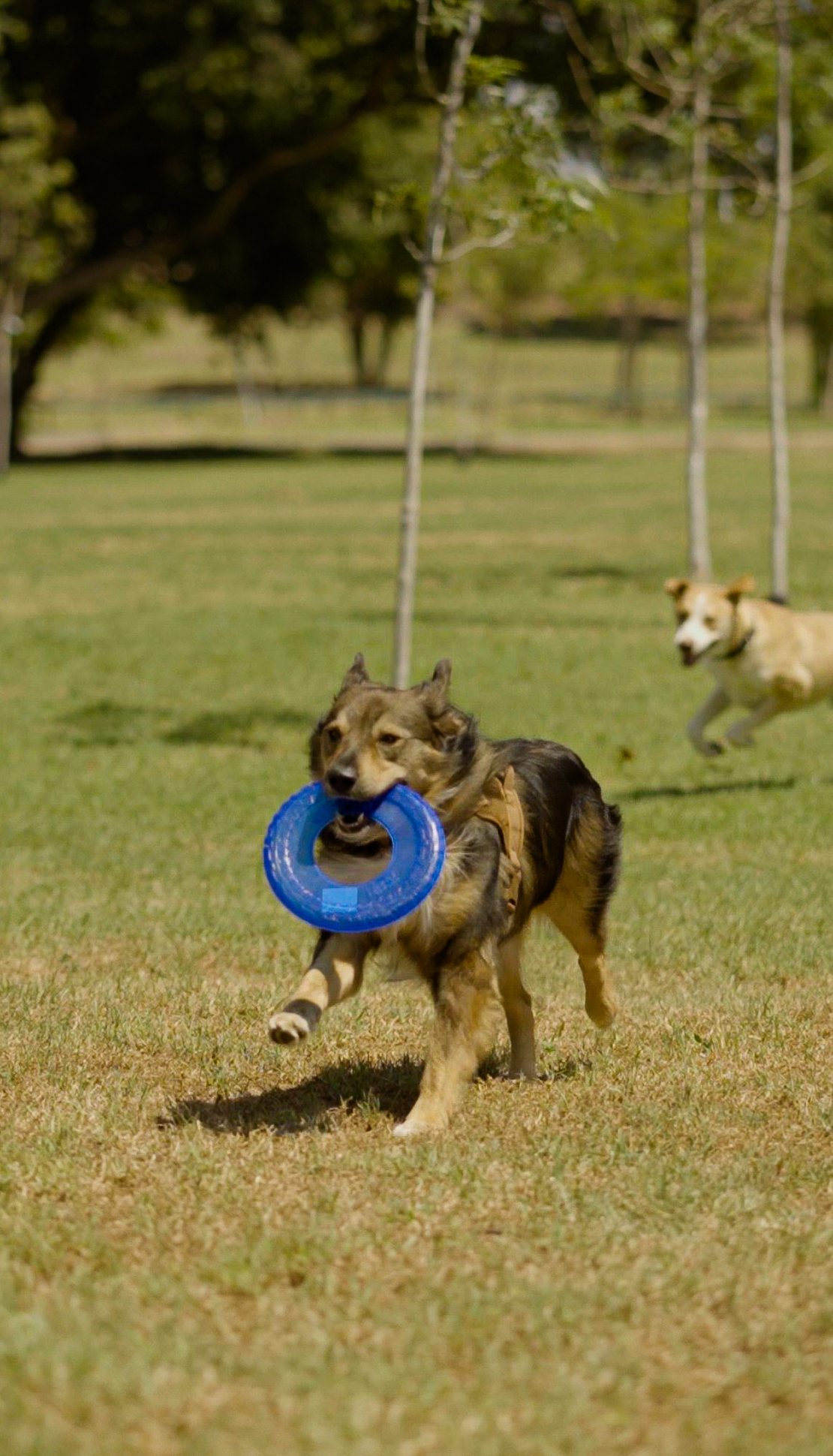 🥏 Nerf Dog פריזבי – להעיף את הכיף לשמיים! 🥏 Nerf Dog פריזבי – להעיף את הכיף לשמיים!