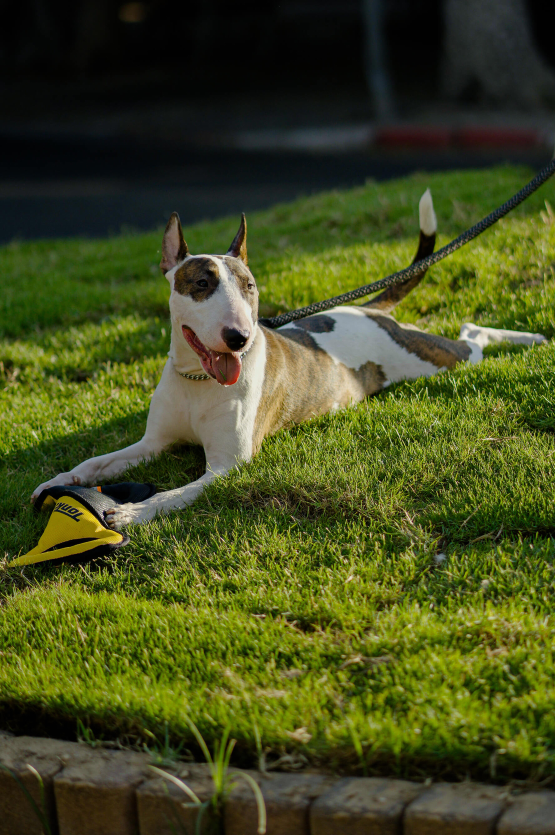 Tonka Tough Infinity Tug – למשחקי משיכה ולעיסה Tonka Tough Infinity Tug – למשחקי משיכה ולעיסה