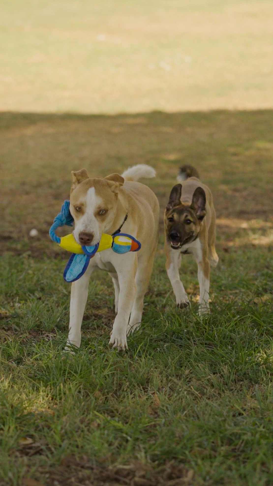 ברווז מעופף - NERF - launching duck ברווז מעופף - NERF - launching duck