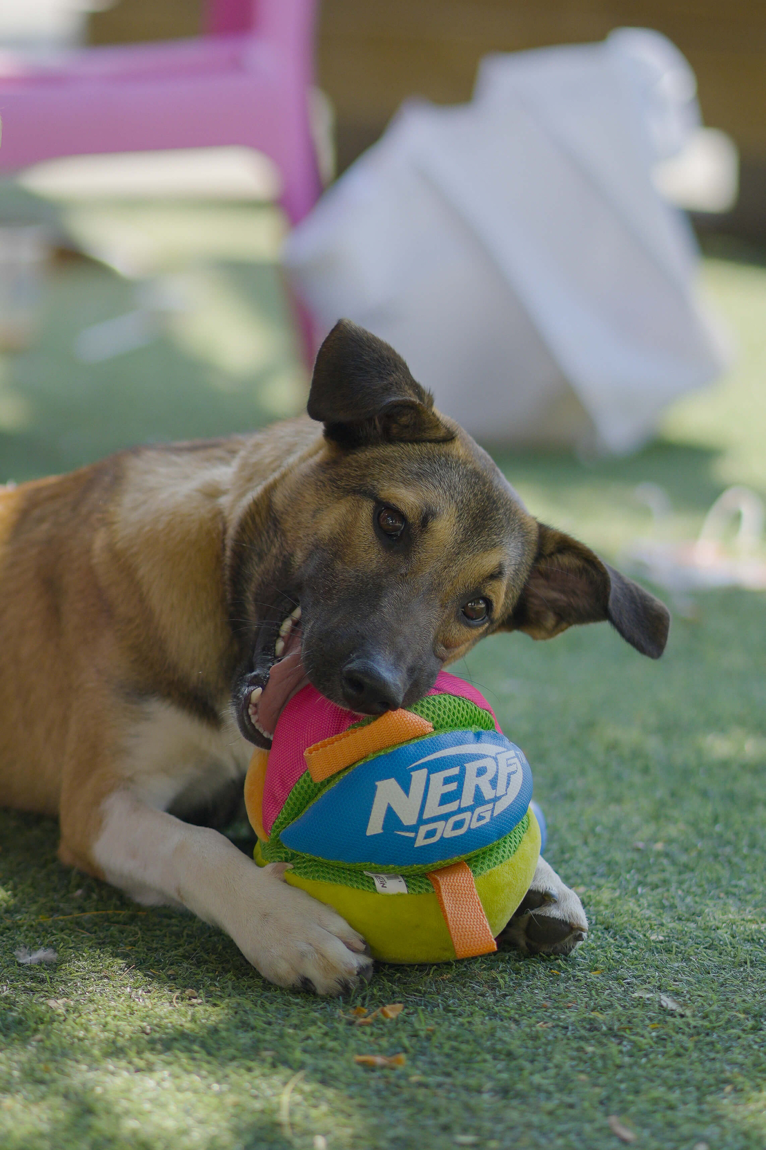 כדור רצועות ומרקמים צבעוני NERF כדור רצועות ומרקמים צבעוני NERF