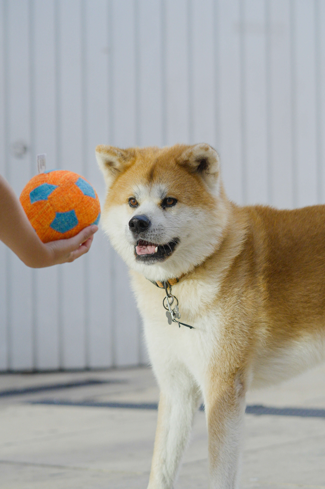כדורגל לעיס ומצייץ מחומר נעים