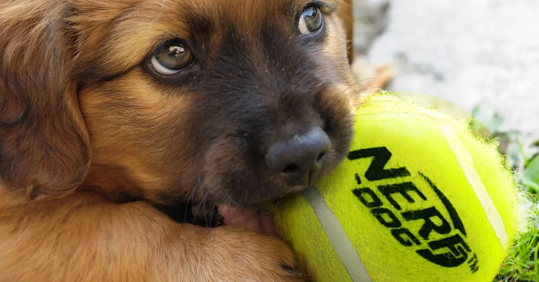 רובה NERF משחק כדורי טניס צבעוניים רובה NERF משחק כדורי טניס צבעוניים