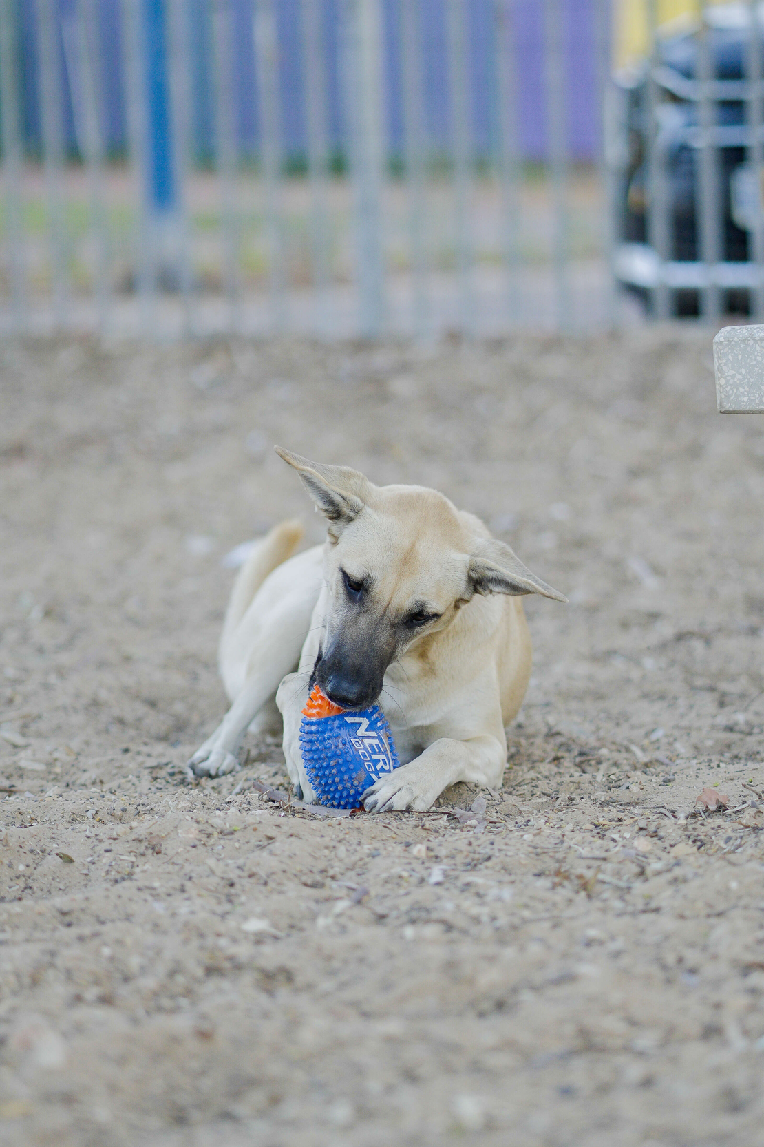 כדור פוטבול דנטלי