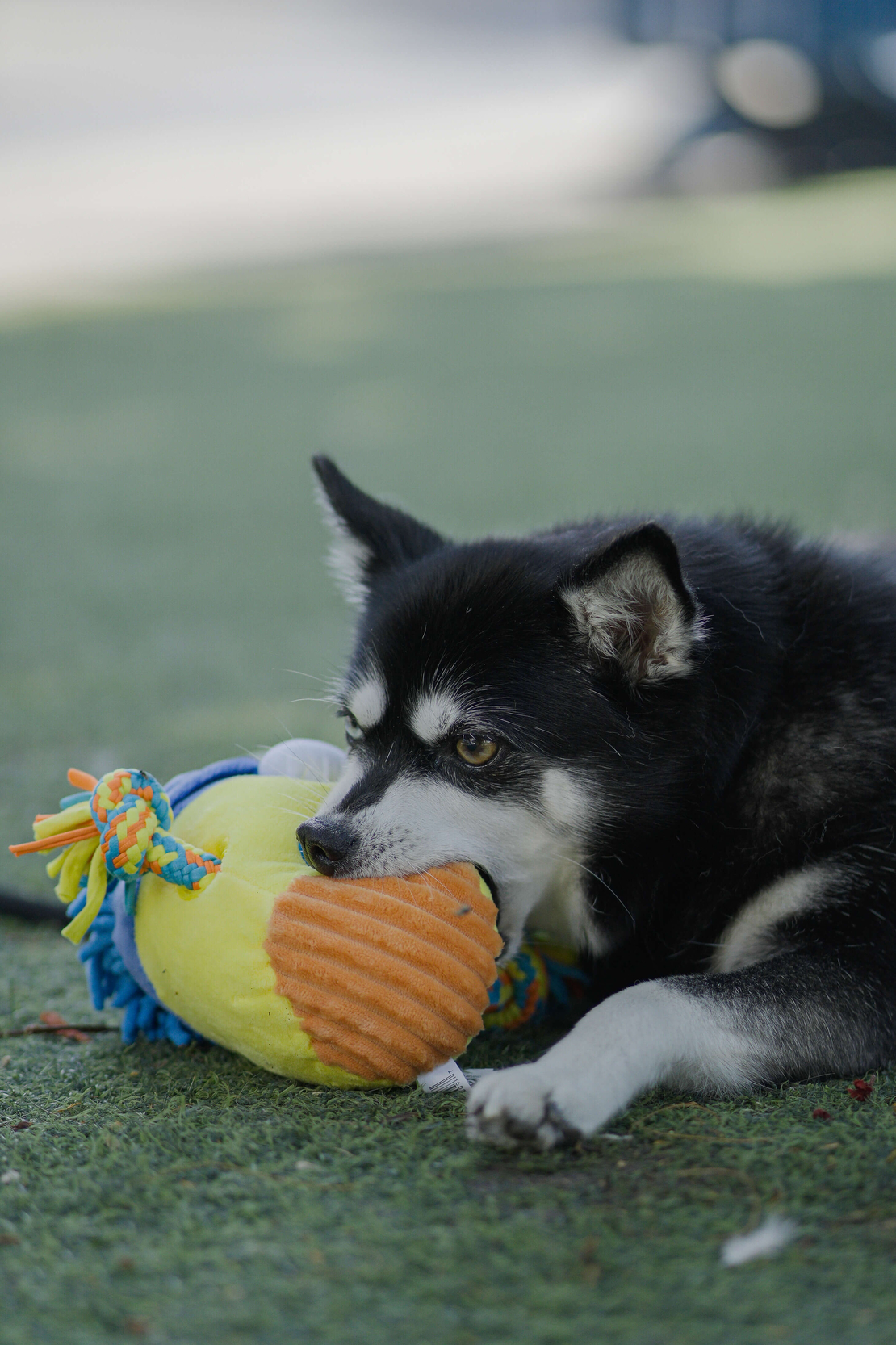 🐾 Hasbro Play-Doh T-Shirt Rope Tug Dog Toy – צעצוע משיכה hasbro 🐾 Hasbro Play-Doh T-Shirt Rope Tug Dog Toy – צעצוע משיכה hasbro