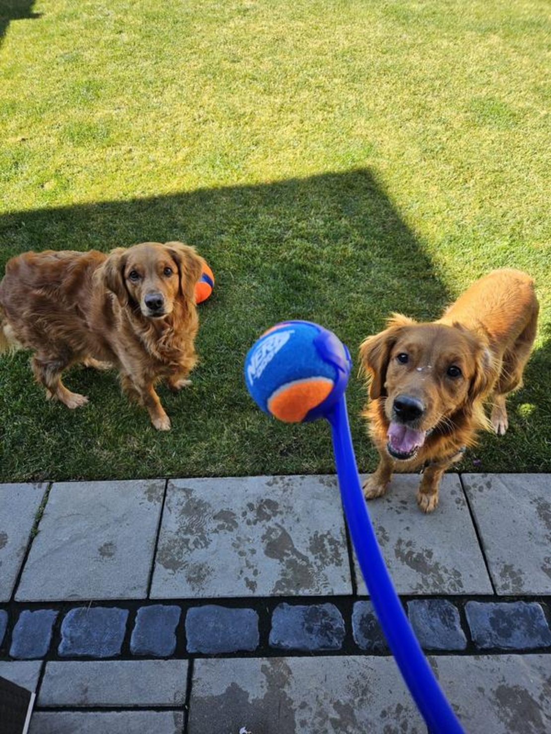 Nerf Dog Air Strike Thrower – זריקות מדויקות, משחק אינסופי!