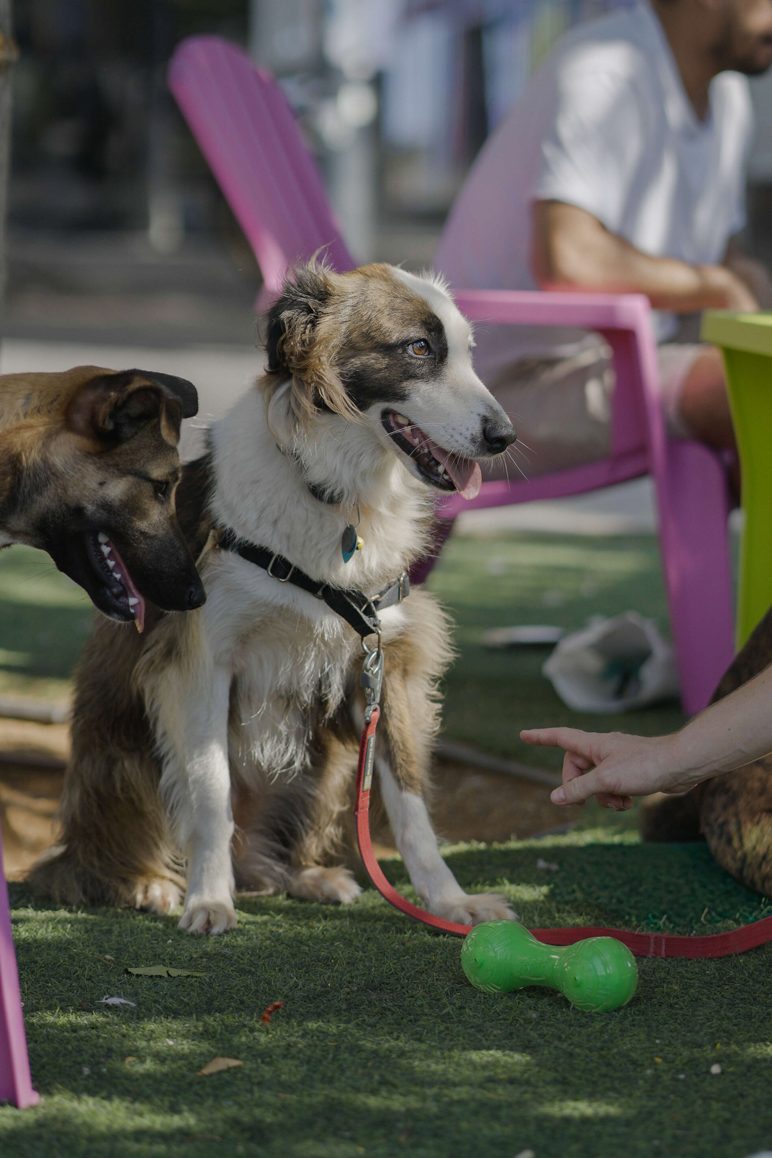 עצם ריחנית  במיוחד בטעם בשר