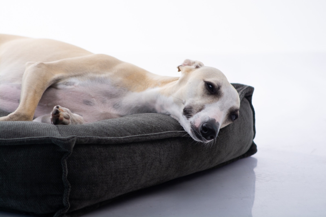 MAIKA - מיטת LUNA