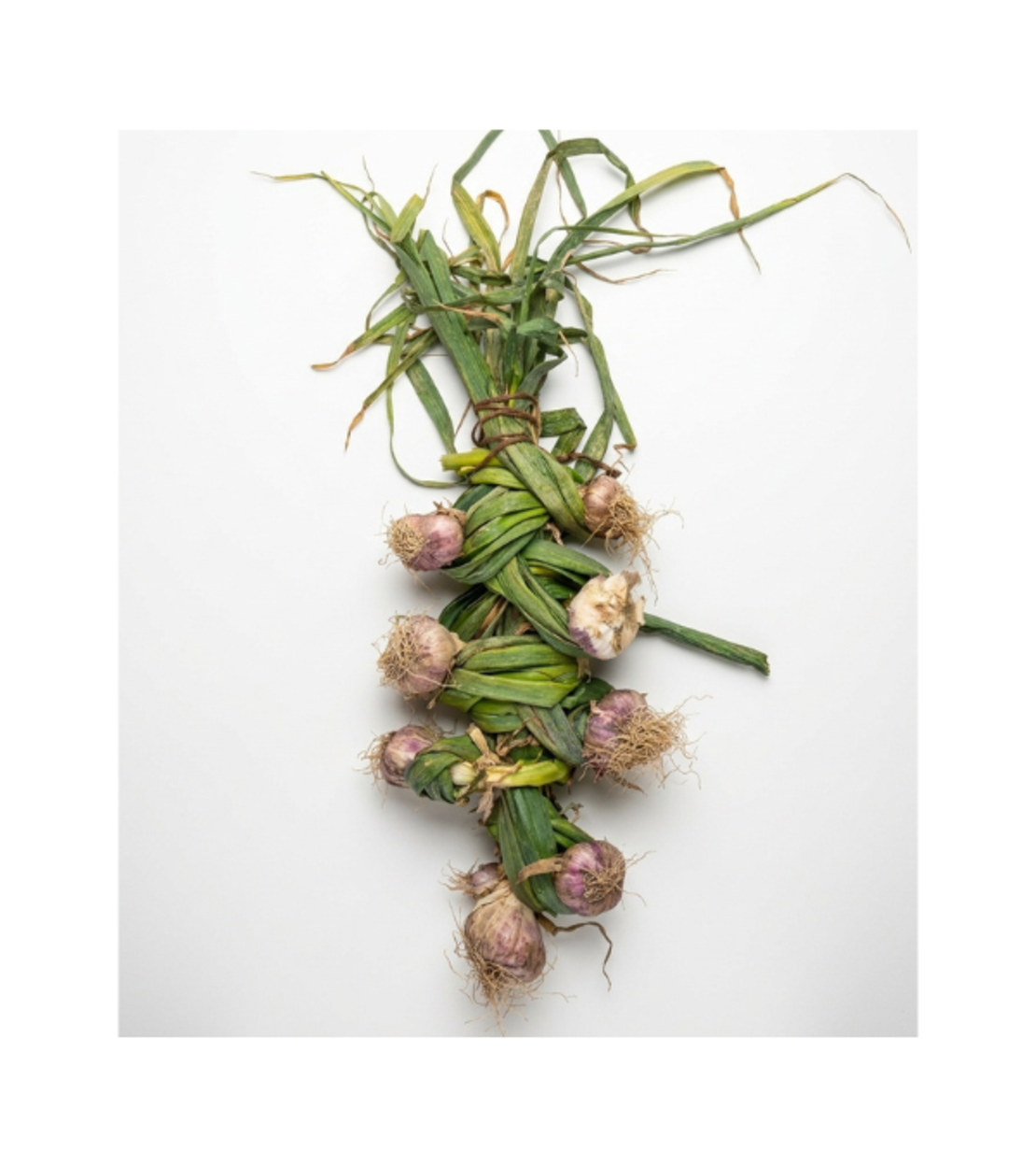 שום ירוק | לפי 1 קילו