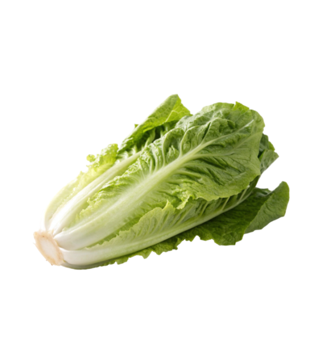 חסה ערבית | לפי יחידה