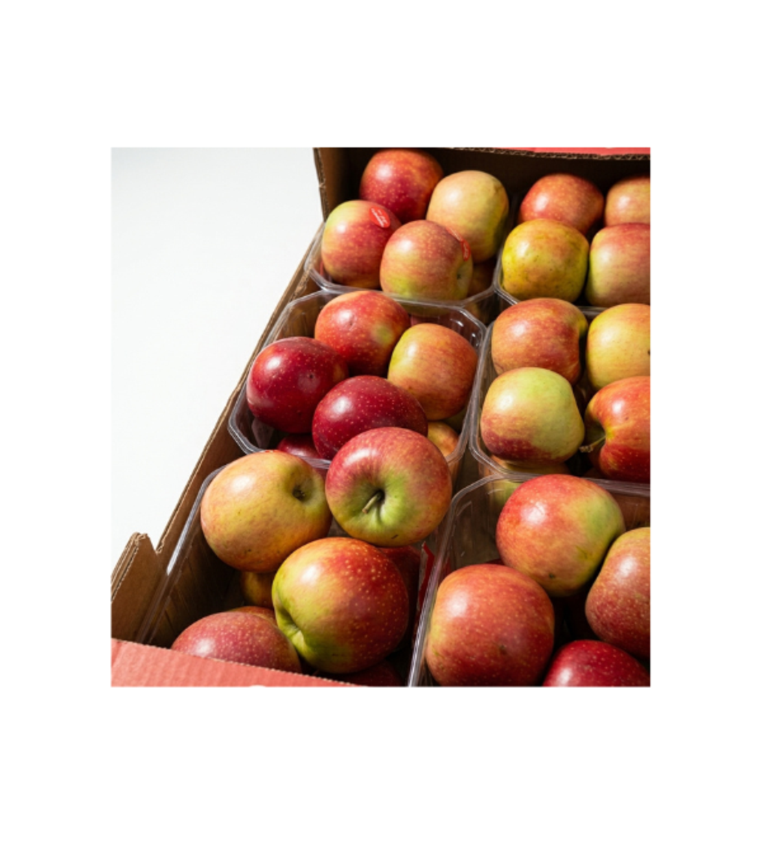 תפוח עץ סאן דאונר | לפי 1 קילו