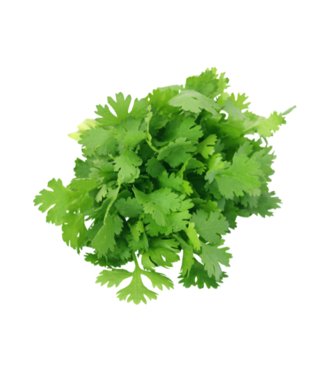 כוסברה | ארוז