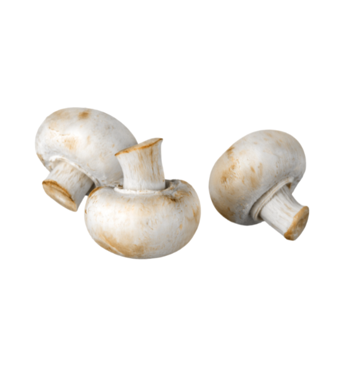 פטריות שמפיניון | מארז