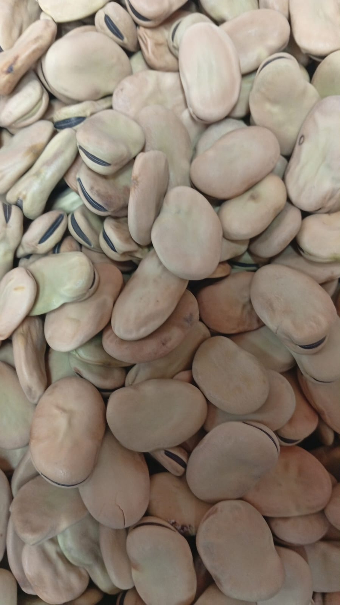 פול ענק 1 קילו