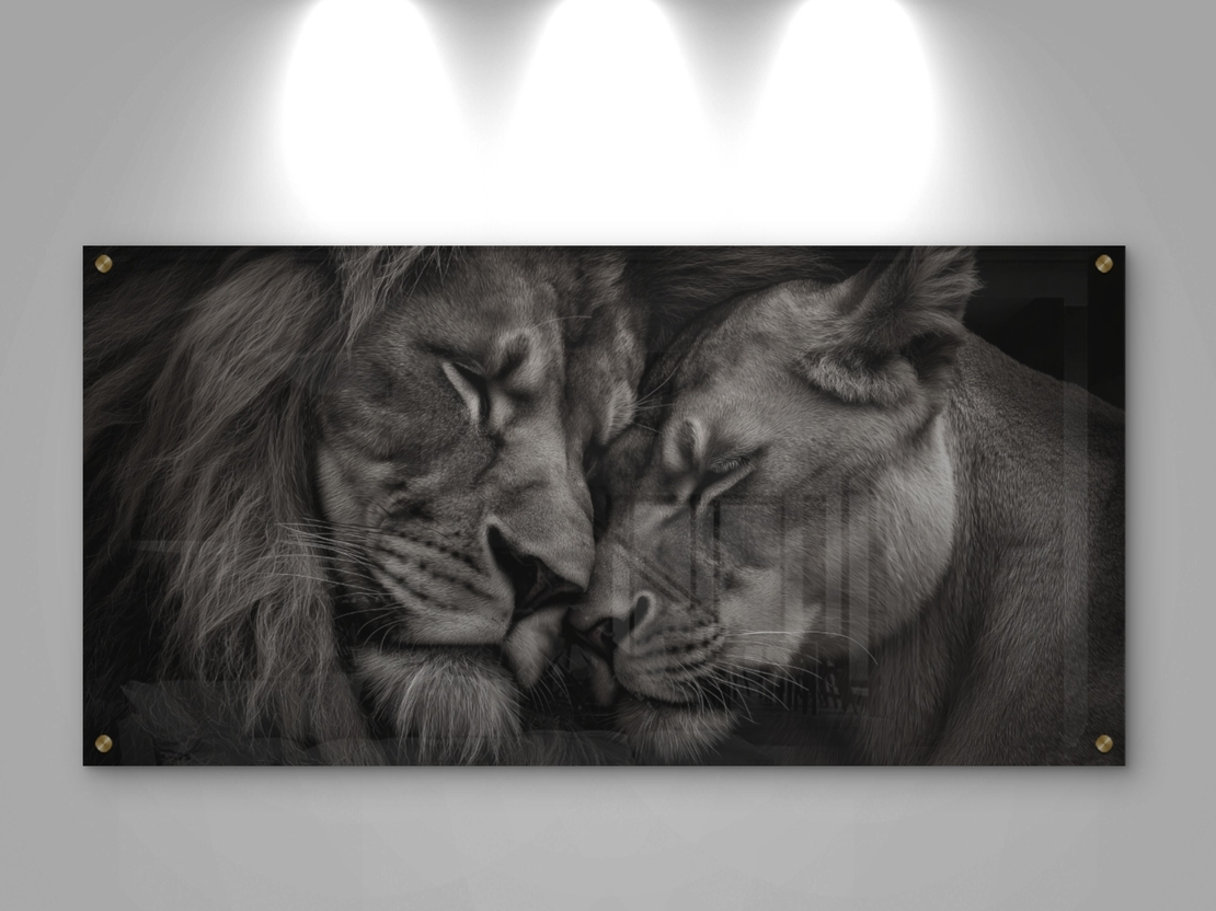 תמונת זכוכית לרוחב של זוג אריות עם ראשיהם צמודים ברגע אינטימי, בעיצוב מונוכרומטי יוקרתי – NEXTGEN BY BAR.