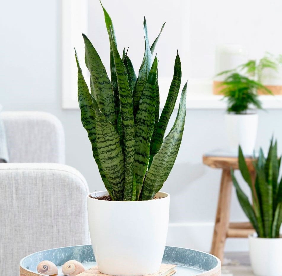 Sansevieria - Snake Plant