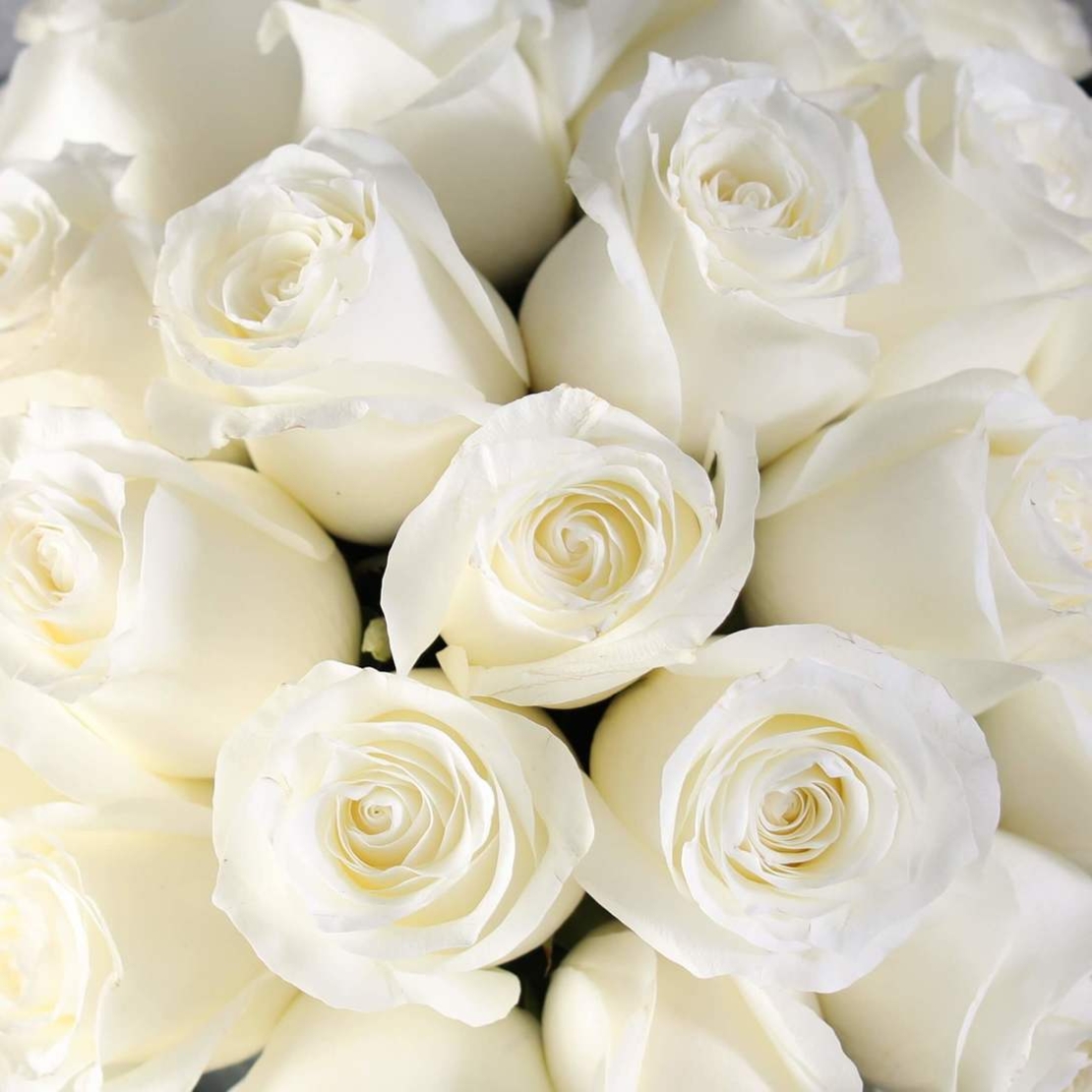 White roses in the vase