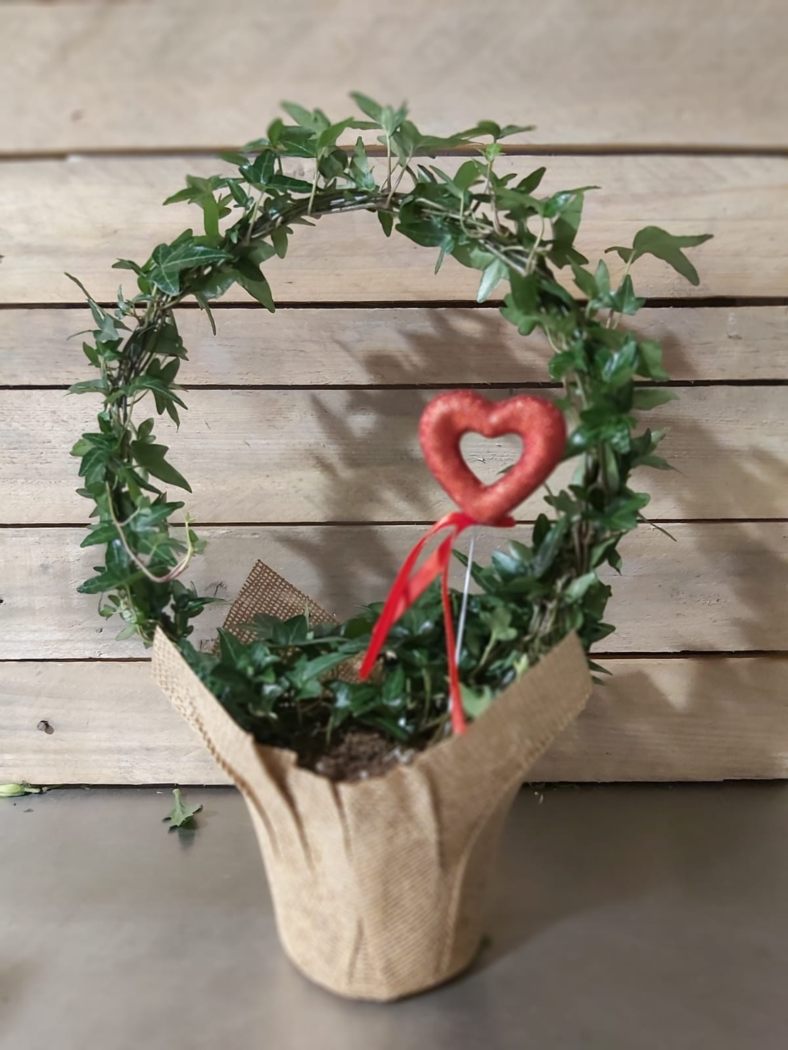 Ivy plant - Round