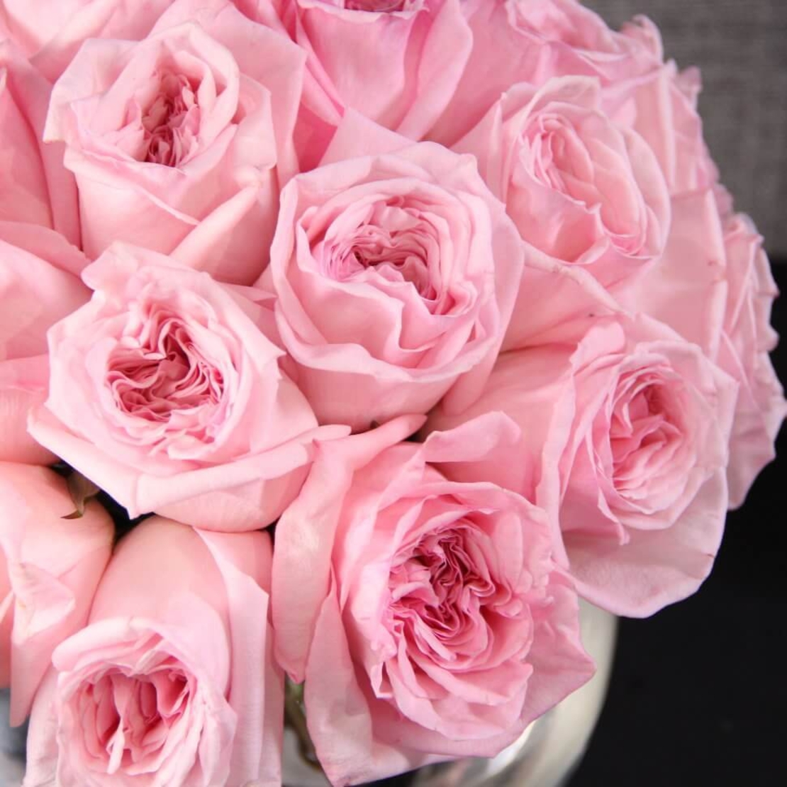 Pink roses in a vase