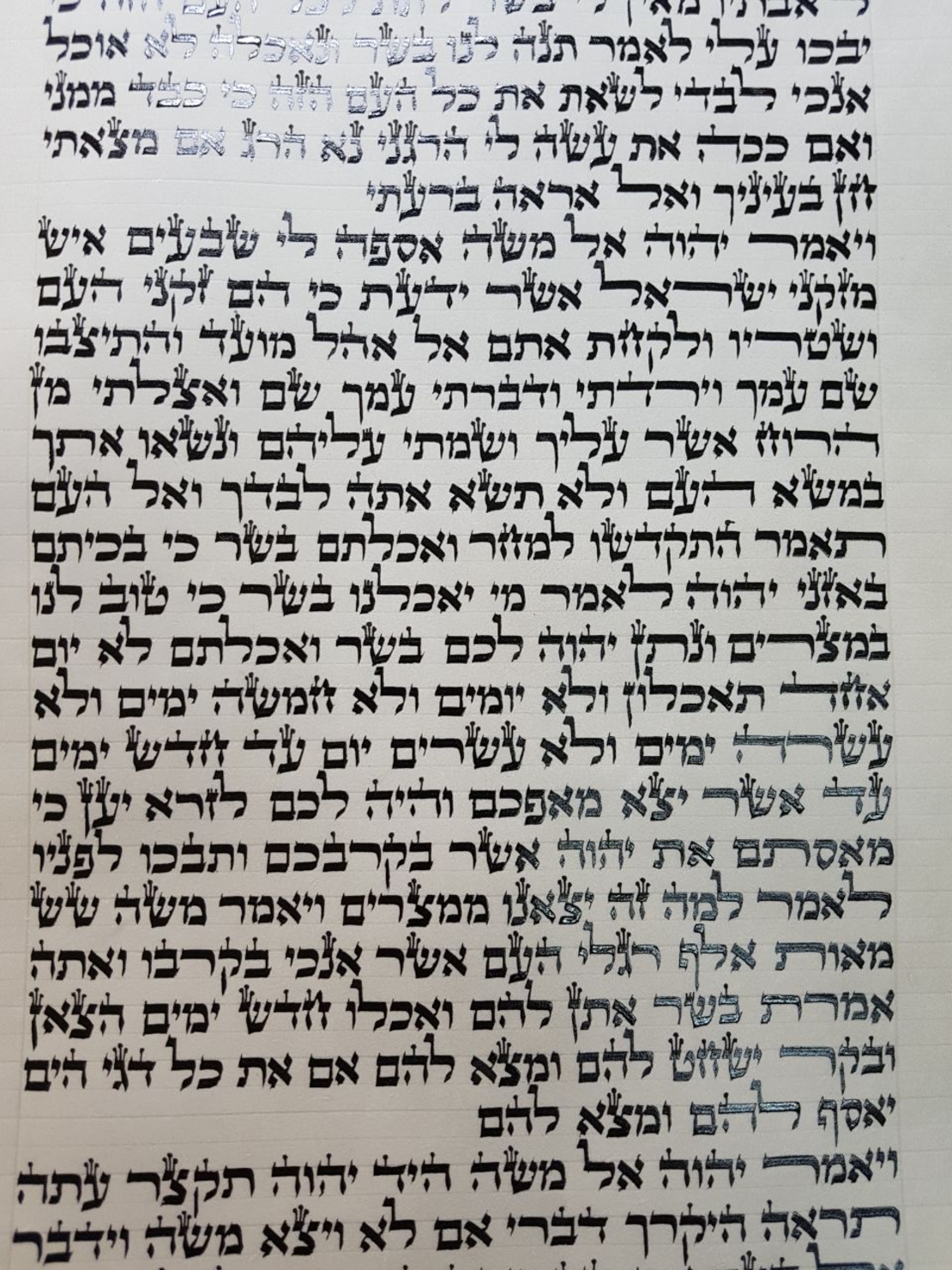 ספר תורה מהודר גודל 56