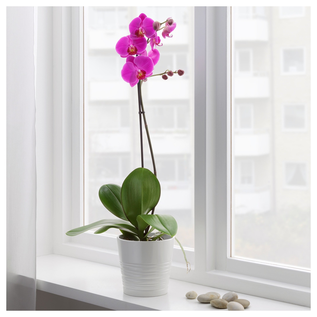 Phalaenopsis orchid one branch with pot
