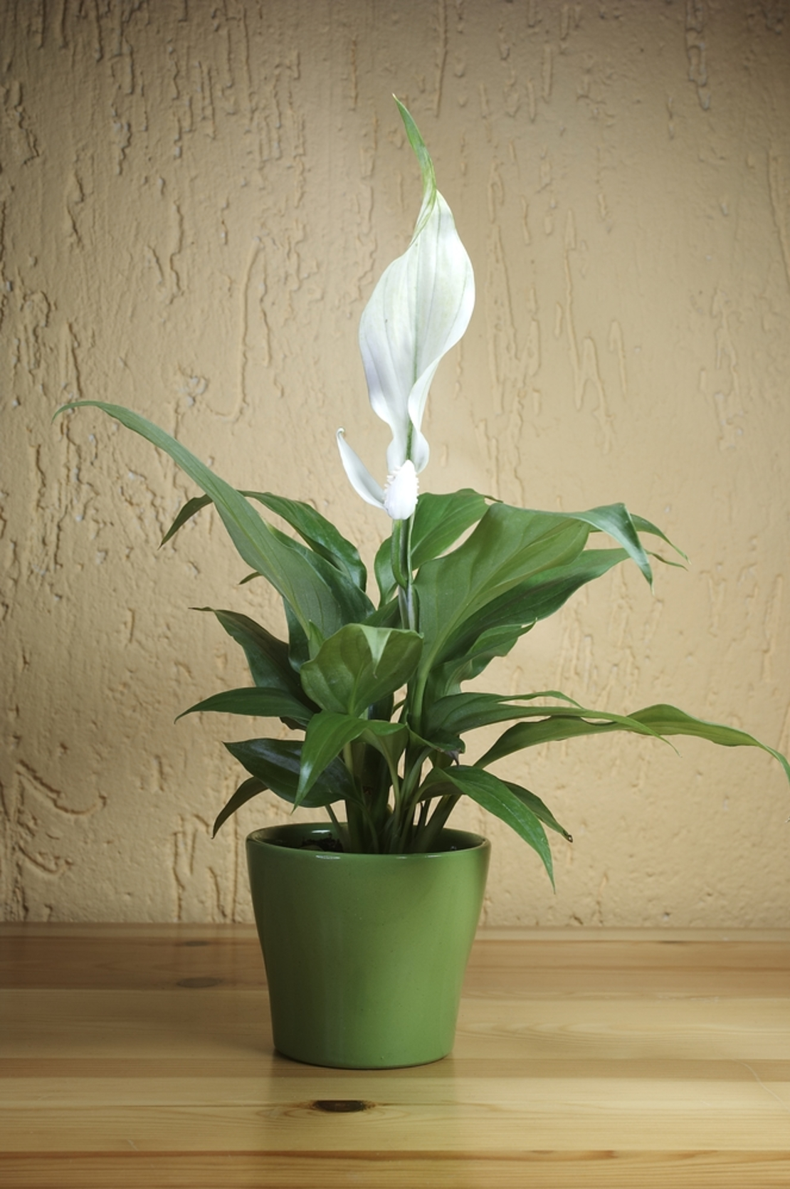Peace lily (Spathiphyllum) with pot