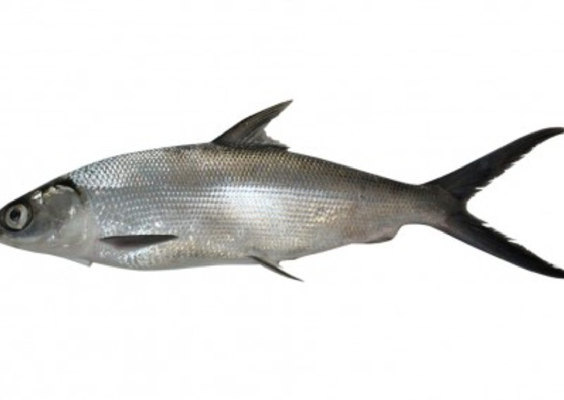 Bangus - FisherFarm - Whole Milkfish - 600-800g