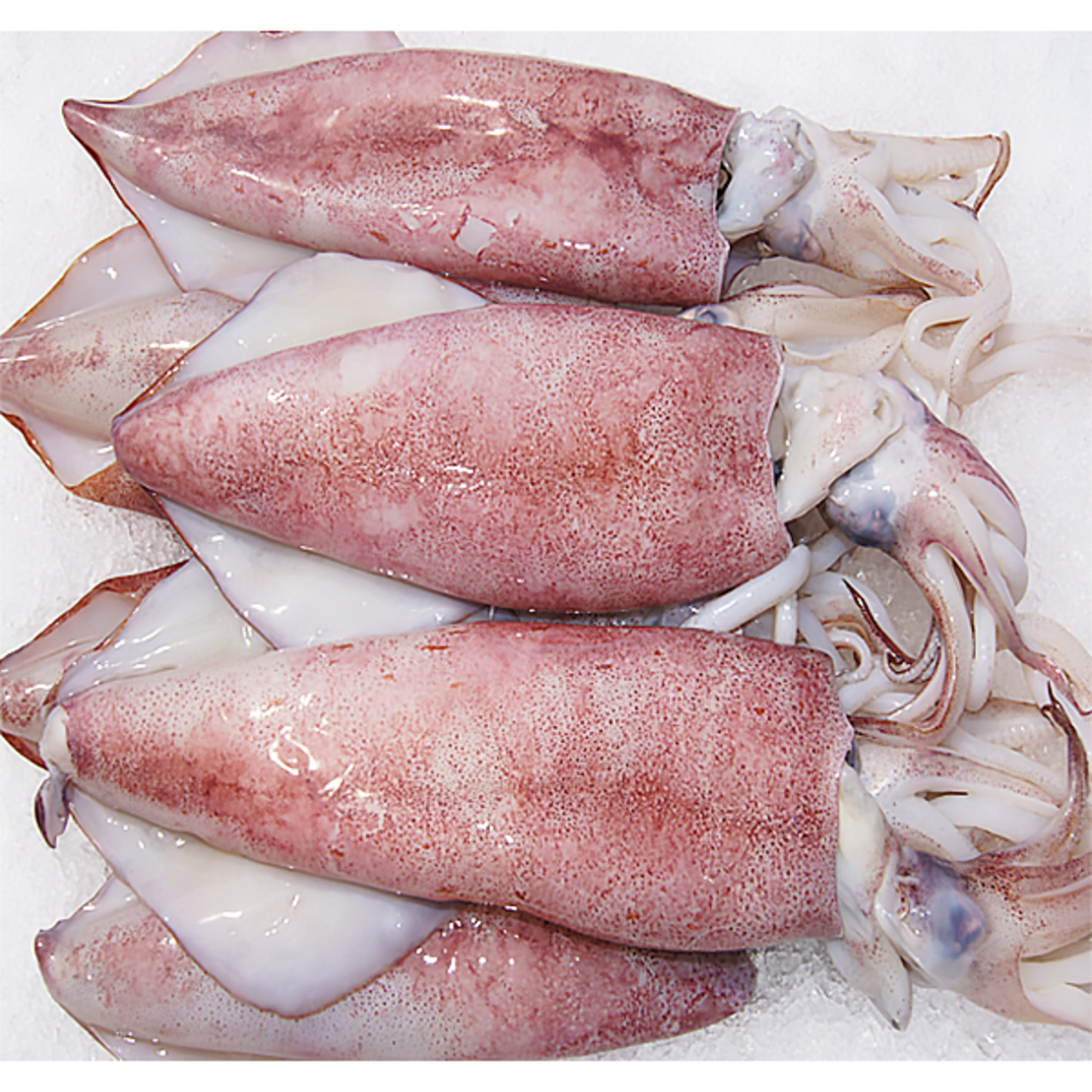 seafood express- Squid - 1000g