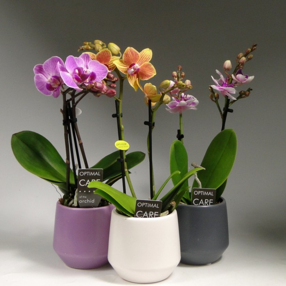 Beautiful Phalaenopsis Mini Orchid