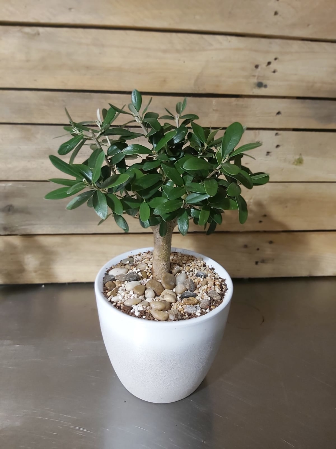 Olive tree with pot