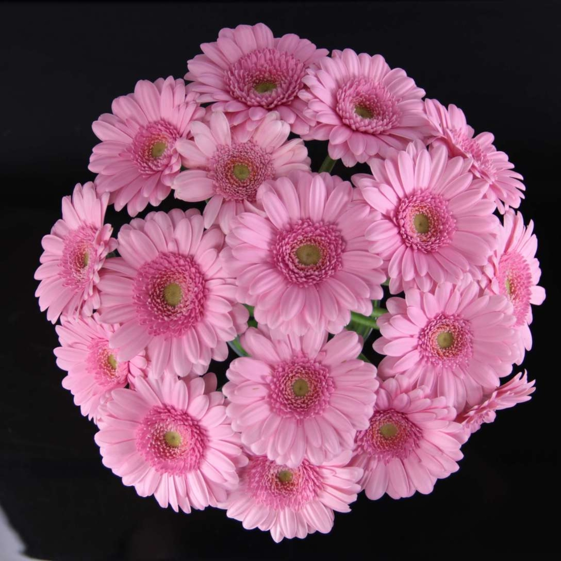 Pink gerberas in the vase