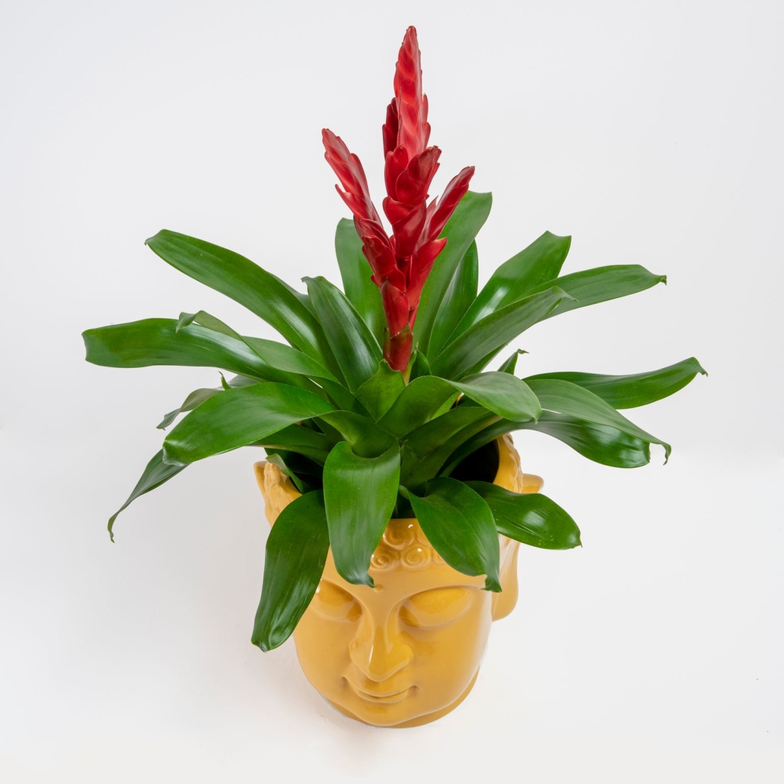 Red Vriesea (Flaming Sword) in a Buddha  Flowerpot