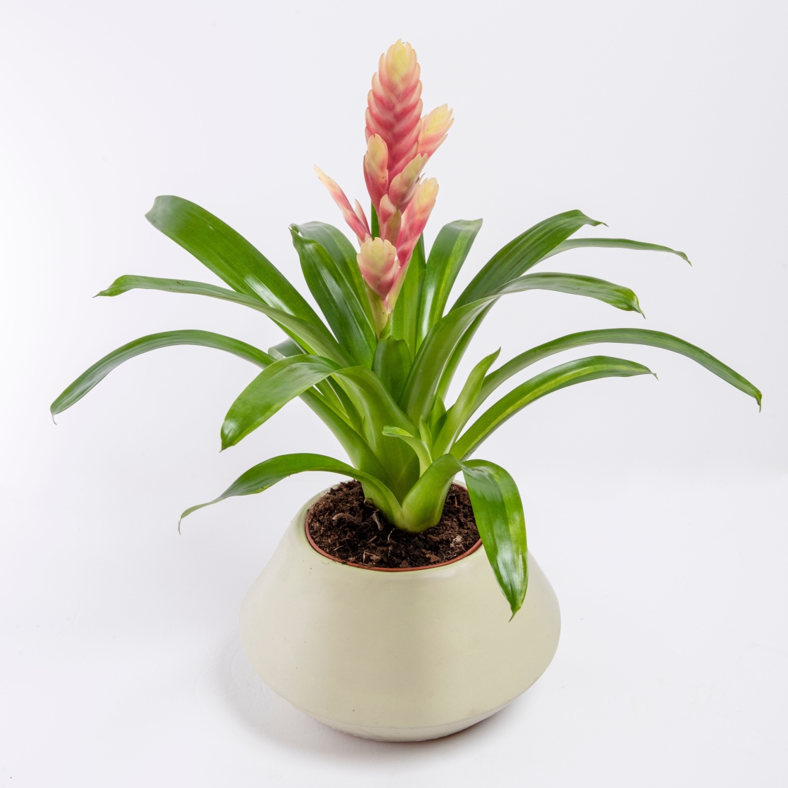 Vriesea (Flaming Sword) in a Variety of Colors-Medium