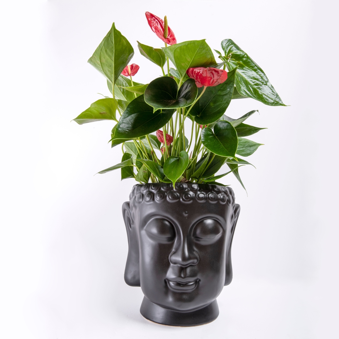 Red Anthurium in a Buddha Flowerpot