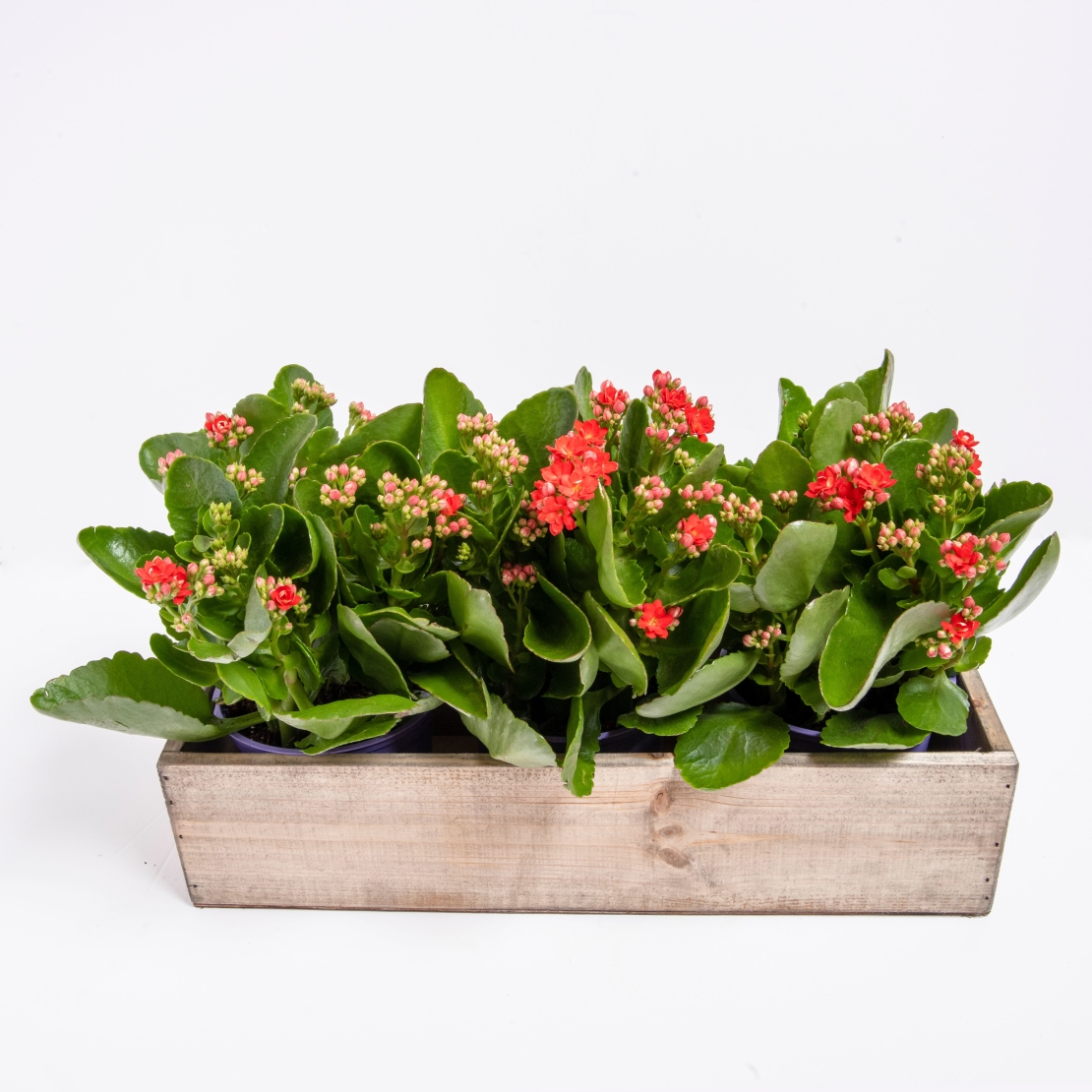 3 Kalanchoe Plants in a Wooden Box