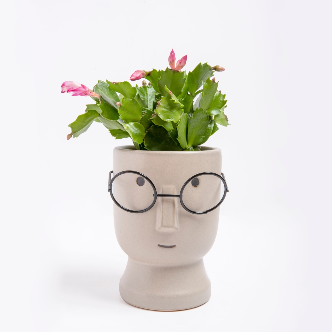 Zygocactus (Christmas Cactus) in a Face Flowerpot with Glasses