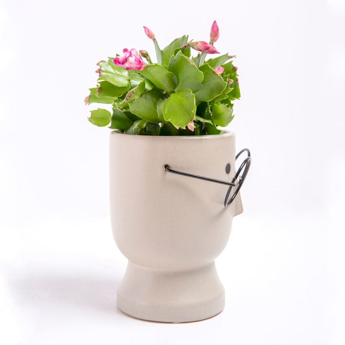 Zygocactus (Christmas Cactus) in a Face Flowerpot with Glasses