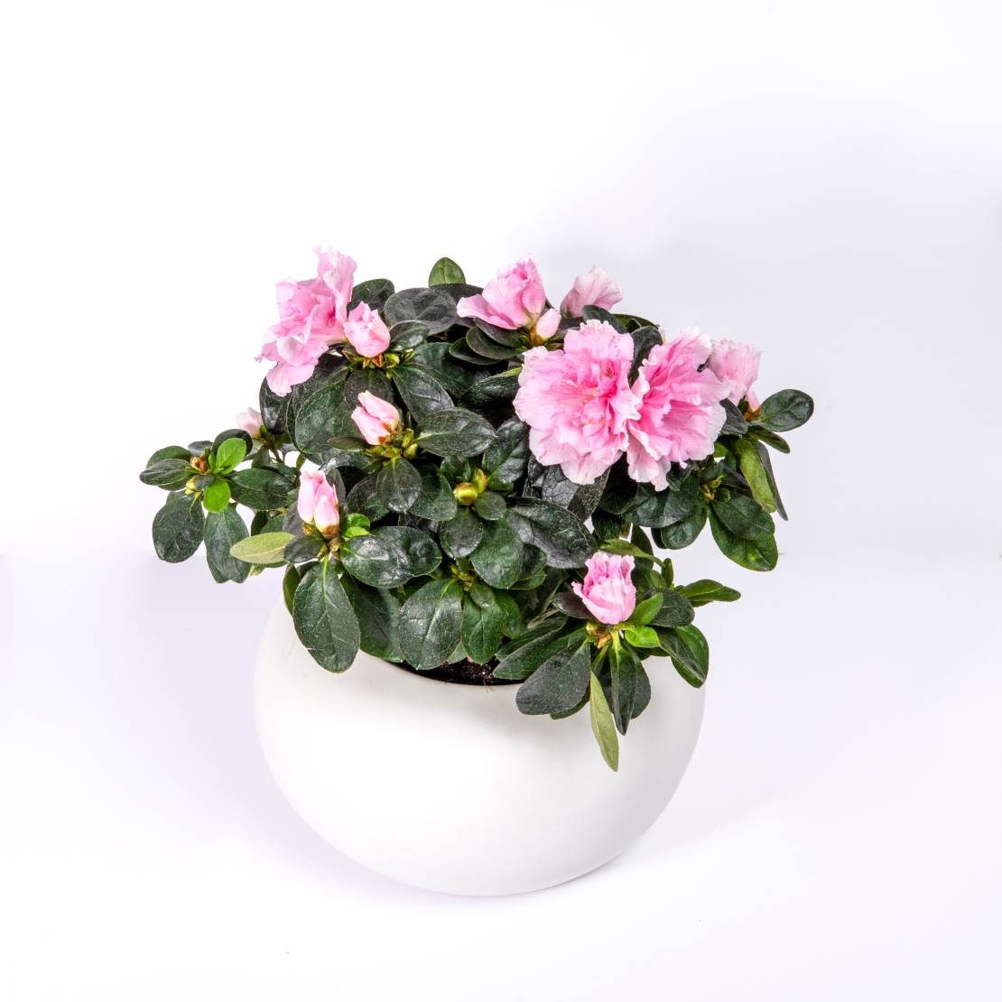 Azalea in a Variety of Colors-Flowerpot Included